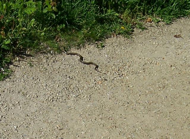 Je croise un serpent... peut être une vipère péliade ?