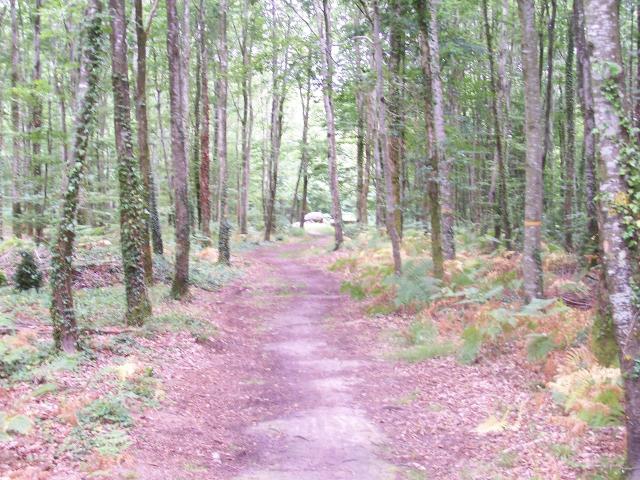Forêt domaniale de Fougères