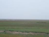 Les moutons de prés salés au milieu des herbus du Mont-Saint-Michel