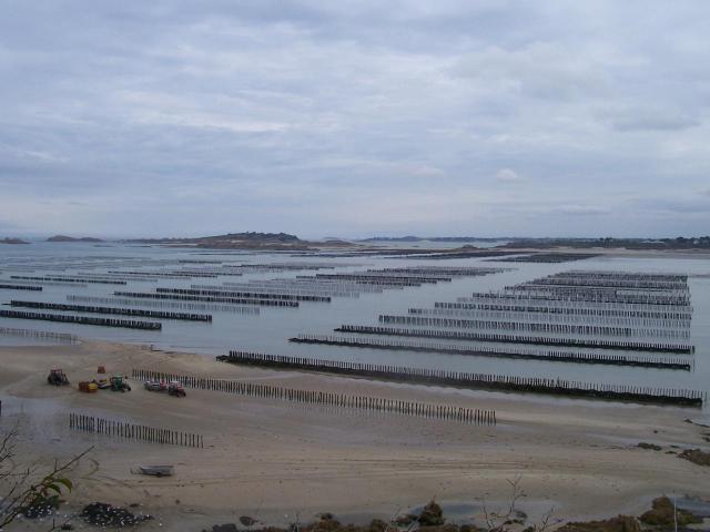 Panorama sur les bouchots dans la Baie de l'Arguenon